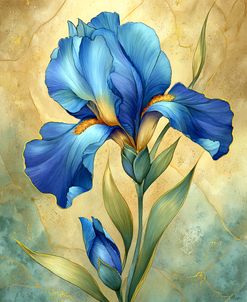 Blue And Gold Luxury Iris (1)