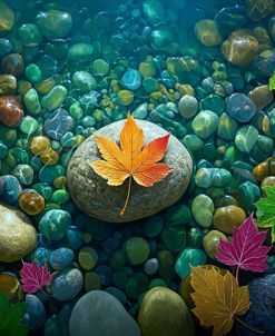 Rocks And Autumn Leaves In Water