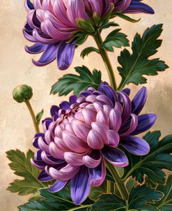 Lavender Chrysanthemum