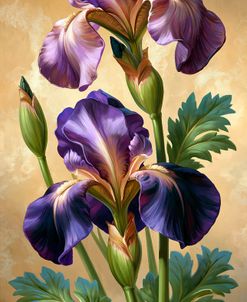 Purple Iris In Bloom