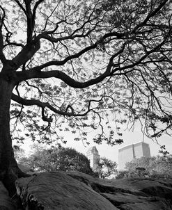 Central Park #1, New York, New York 05
