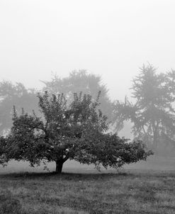 Apple Tree, Southfield, Michigan 85