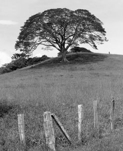 Lone Tree & Fence, Costa