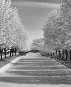 Pear Blossom Lane #2