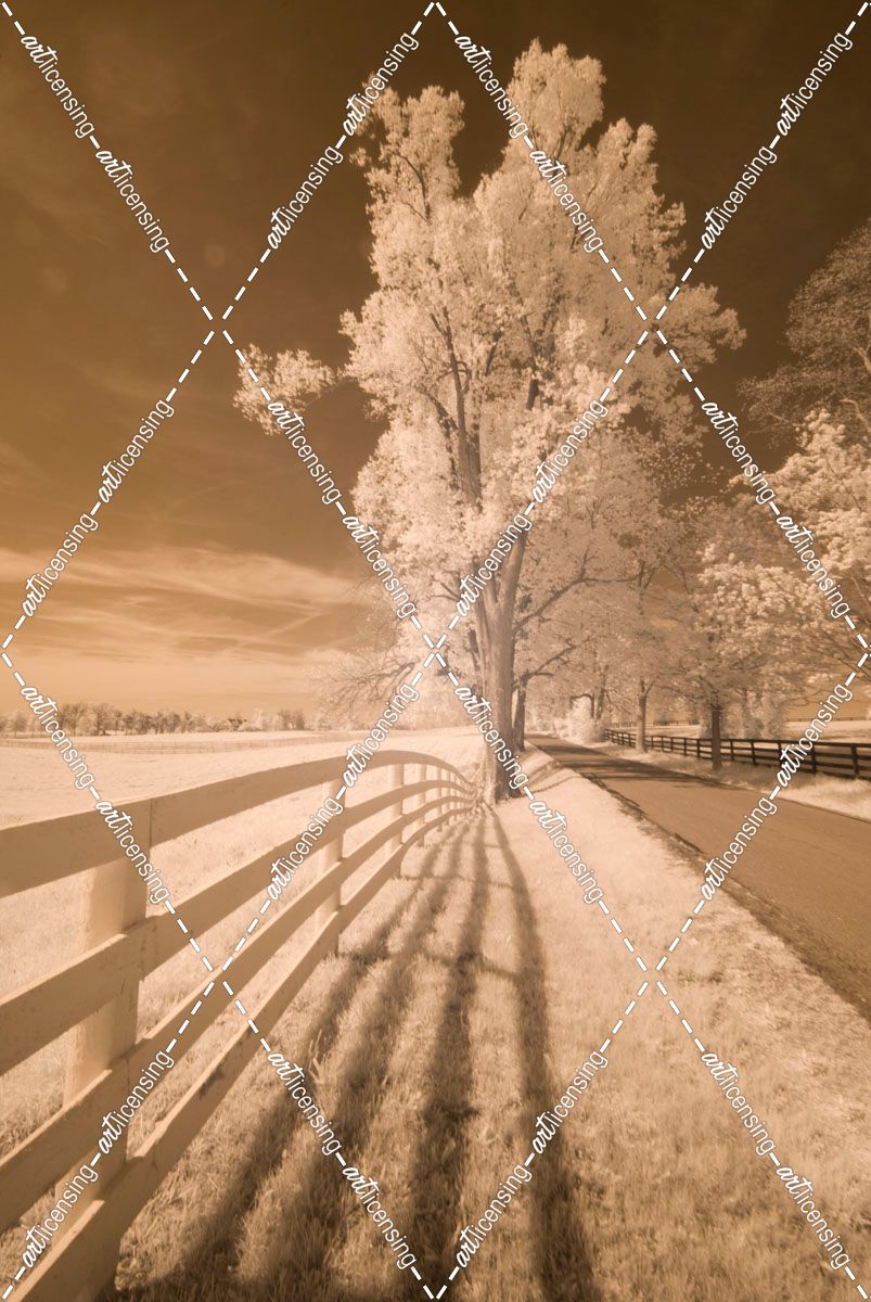 Fence, Shadows, & Trees, Kentucky 08