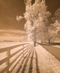 Fence, Shadows, & Trees, Kentucky 08