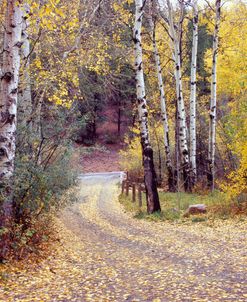 Birch Tree DriveFence & Road, Santa Fe, New Mexico 06