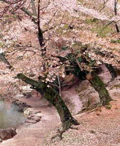 Cherry Blossom Lane