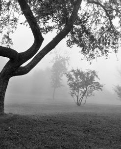 Morning Mist, Farmington Hills, Michigan 82