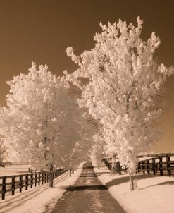 Fence & Trees, Kentucky 08