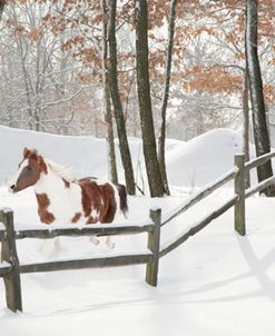 Athena in the Snow, Farmington Hills, Michigan ‘09