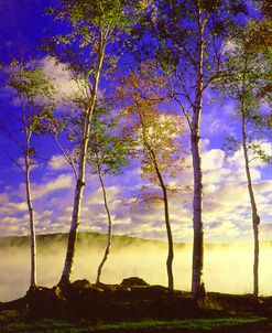 Birch Trees & Mist, Negaunee, Michigan ‘90