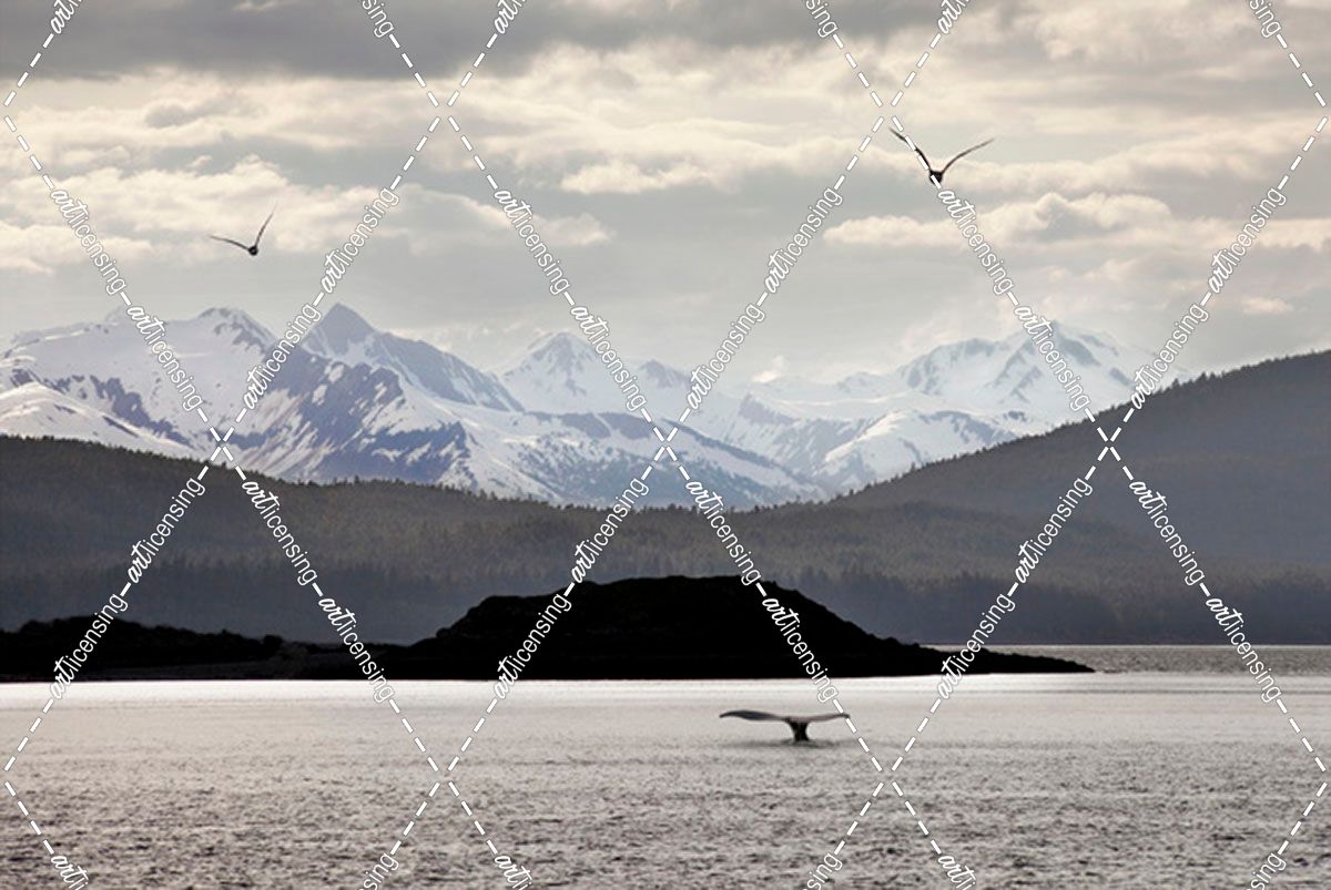 Breaching Whale, Alaska ‘09