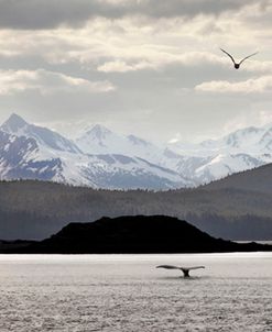 Breaching Whale, Alaska ‘09