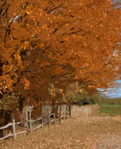 Fall Colors