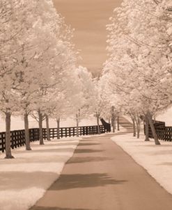 Fence & Trees #2, Kentucky ‘08