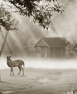 Deer in Morning Mist