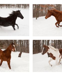 Four Horses in Winter