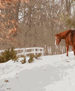 Horse in the Snow, Milford, Michigan ‘11