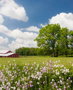 Flowers & Farm, Holmes County, Ohio ‘10