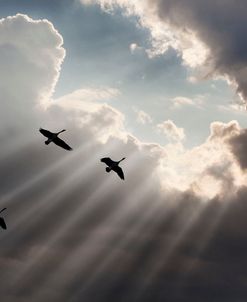 Flying on Sunbeams, Macinaw Island, Michigan ‘10