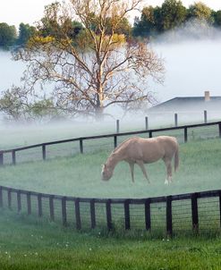 Horses in the Mist #3, Kentucky ‘08