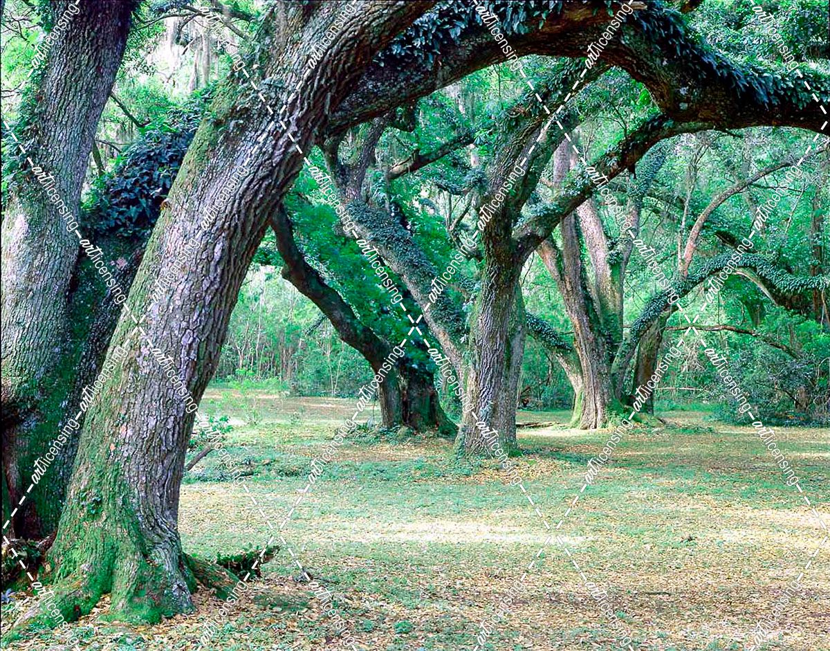 Louisiana Oaks, Louisiana ‘97