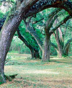 Louisiana Oaks, Louisiana ‘97