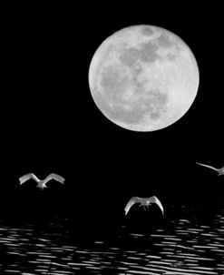 Moon Flight, Delray Beach, Florida ‘10