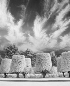 Mystical Trees, Bayeux, France 07