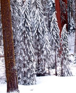 Pines in Winter, California ‘95