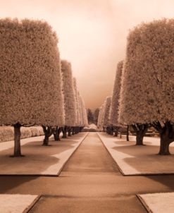 Row of Trees, Bayeux, France ‘07