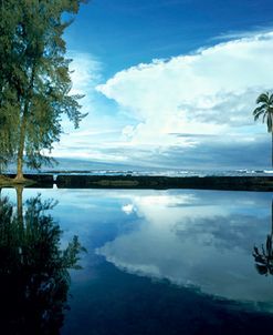 Palm Tree Alone, Big Island, Hawaii