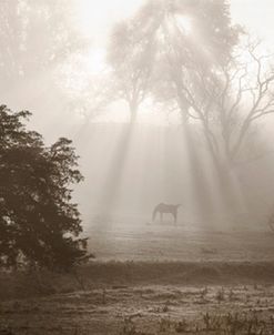 Sunbeams and Shadows, Jacksboro, Tennessee ‘09