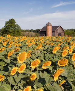 Sunflowers & Barn, Owosso, MI ‘10