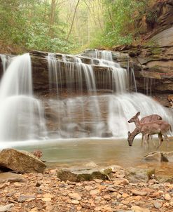 Two Deer at Holly River Falls, West Virginia ‘09