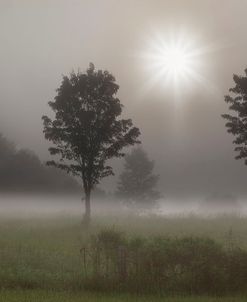 Two Trees & Sunburst, Logan, Ohio ‘10