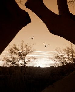 Birds Through the Trees