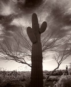 Saguaro at Sunset, Arizona ’13
