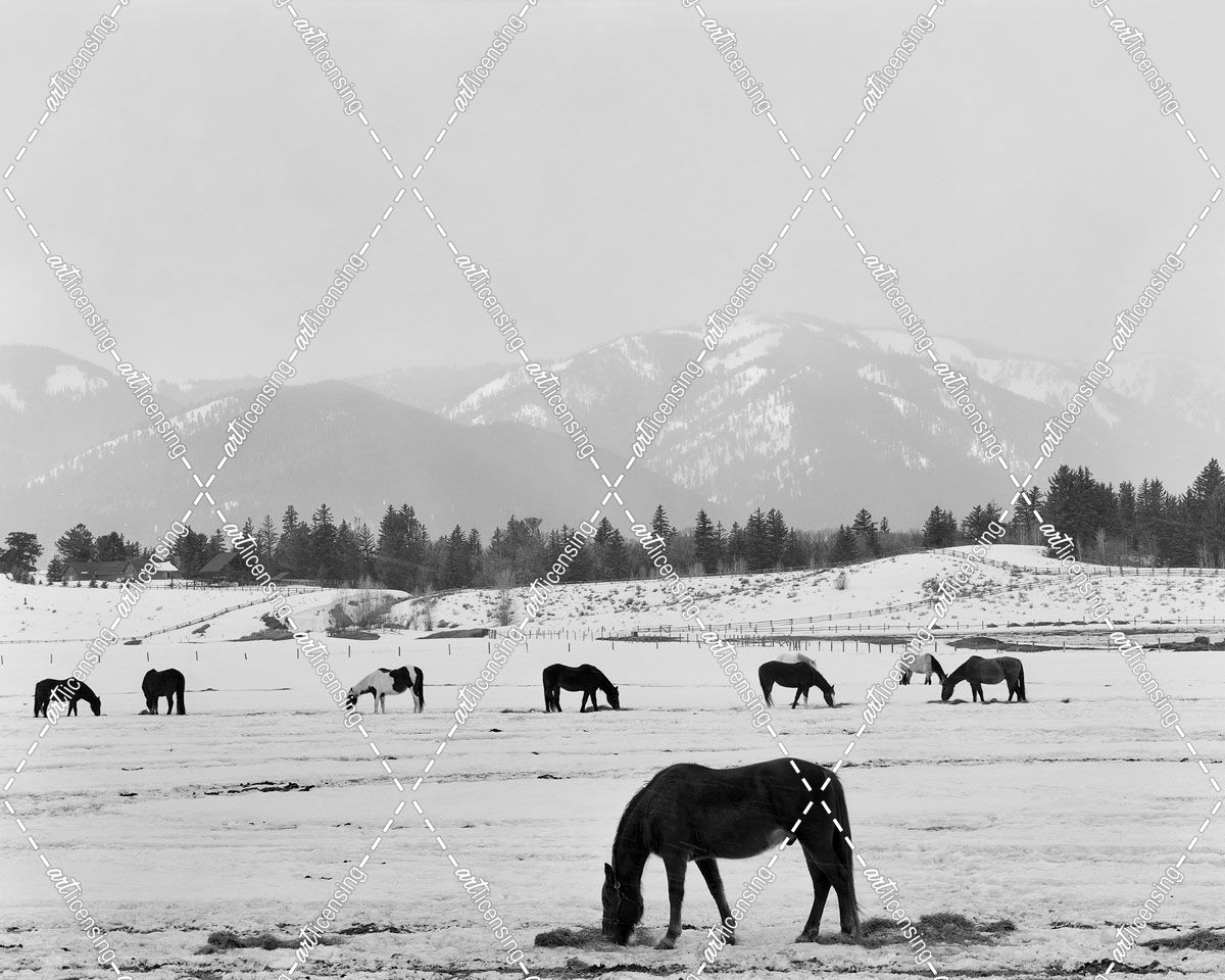 Black Horse In Winter’s Mountains, Wyoming 00