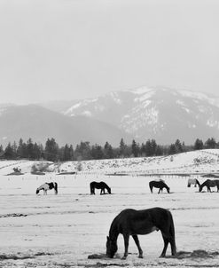 Black Horse In Winter’s Mountains, Wyoming 00