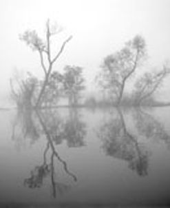 Atchafalaya Basin #1, Louisiana 97