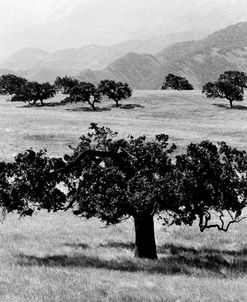 California Blue Oaks, California