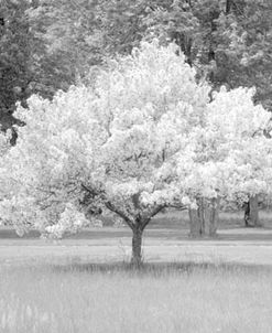 Cherry Blossom, Michigan 04