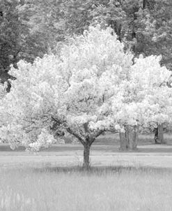 Cherry Blossom, Michigan 04