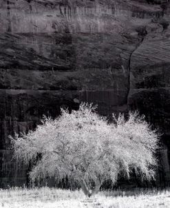 Fire Tree, Arizona 86