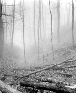 Fallen Logs, Smoky Mountains, Tennessee 93