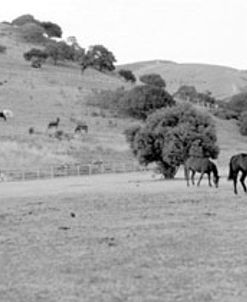 Horses In Escalante, Utah 88
