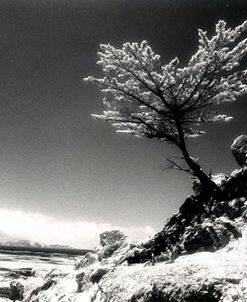 Lone Cypress, (infrared), Monterey, California 80