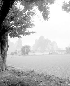 Rice Field #1, China 91